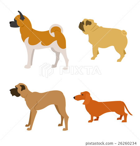 Set of purebred dogs isolated on white background Set of purebred dogs isolated on white background 26260234
