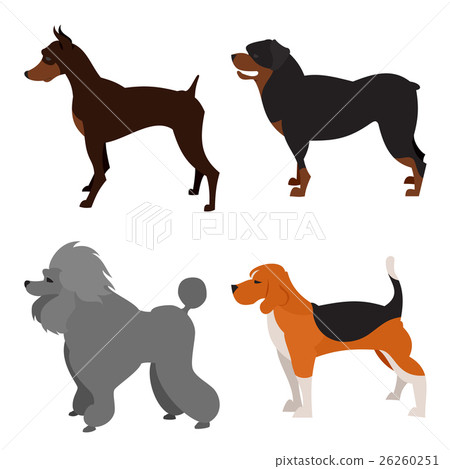 Set of purebred dogs 26260251