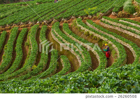 Strawberry garden at Doi Ang Khang , Chiang Mai, Strawberry garden at Doi Ang Khang , Chiang Mai, 26260508