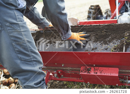 Agriculture image Harvesting of vegetables Agriculture image Harvesting of vegetables 26261728