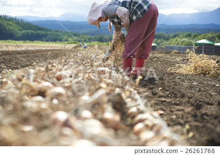 Agriculture image Harvesting of vegetables Agriculture image Harvesting of vegetables 26261768