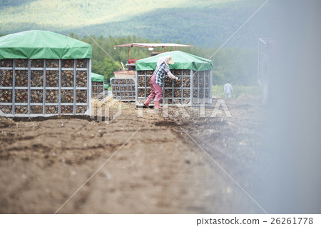 Agriculture image Harvesting of vegetables Agriculture image Harvesting of vegetables 26261778