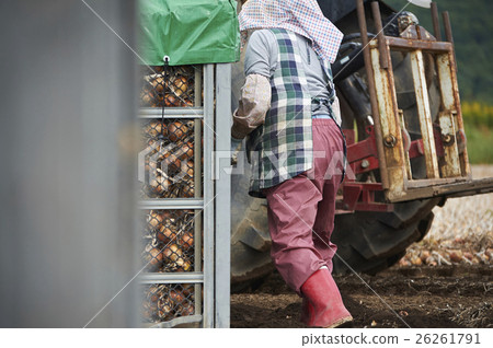 Agriculture image Harvesting of vegetables 26261791