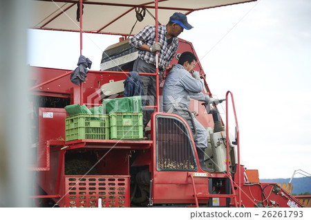 Agriculture image Harvesting of vegetables Agriculture image Harvesting of vegetables 26261793
