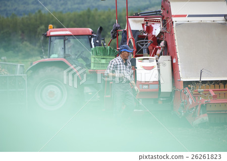 Agriculture image Harvesting of vegetables Agriculture image Harvesting of vegetables 26261823
