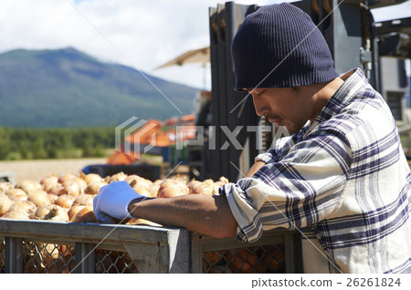Agriculture image Harvesting of vegetables Agriculture image Harvesting of vegetables 26261824