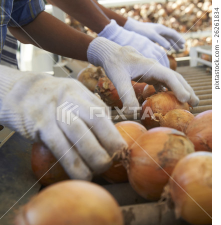 Agriculture image Harvesting of vegetables 26261834