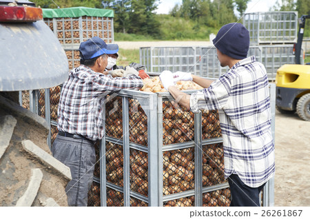 Agriculture image Harvesting of vegetables 26261867