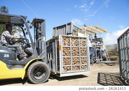 農業形象收穫蔬菜 26261913