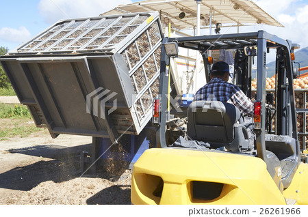 Agriculture image Harvesting of vegetables Agriculture image Harvesting of vegetables 26261966