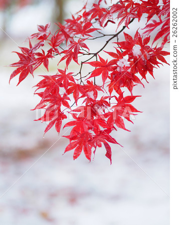 Snow and autumn leaves Snow and autumn leaves 26262002