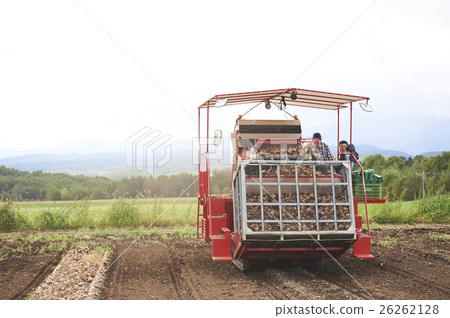 Agriculture image Harvesting of vegetables 26262128