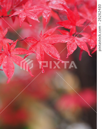 一片鮮紅的楓樹在雨中濕潤 26262480