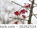 Plant in the ice. Frozen red flowers in winter 26262524