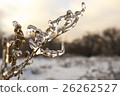 Branch of plant in the ice. Snowy winter landscape 26262527