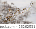 Branch of plant in the ice. Snowy winter landscape 26262531