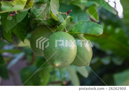 Fresh Thai green lemons fruit in plant 26262908