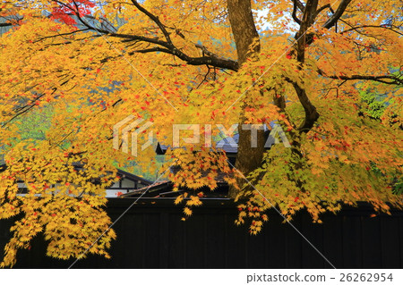 秋葉的Kakunodate 秋葉的Kakunodate 26262954