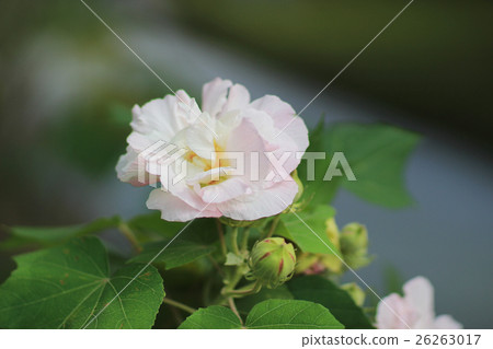 Hibiscus mutabilis or Confederate rose Hibiscus mutabilis or Confederate rose 26263017