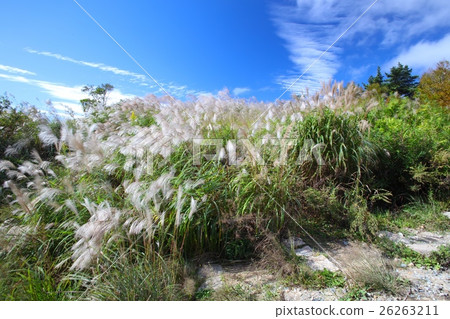 Rokko mountain highest peak at 931 m point (first triangle point) A group of Susuki sweet potatoes Rokko mountain highest peak at 931 m point (first triangle point) A group of Susuki sweet potatoes 26263211