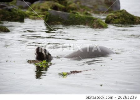 Seal of San Cristobal 26263239