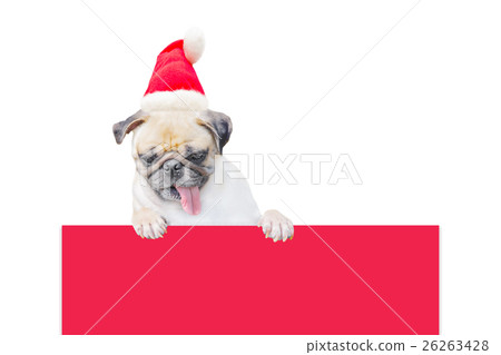 Merry Christmas and Happy New Year 2017 with Pug 26263428