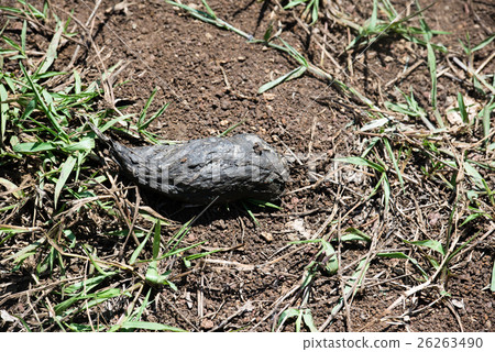 Giant tortoise Giant tortoise 26263490