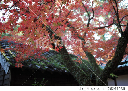 Autumn leaves and moss Autumn leaves and moss 26263686
