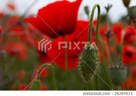 Unblown green poppy Unblown green poppy 26264015