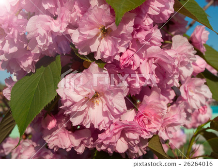 pink cherry blossoms in the bright sunshine 26264016