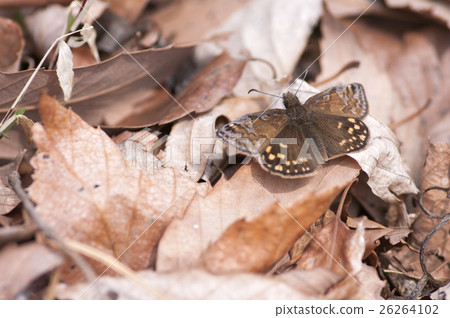 Miyamaseseri 26264102