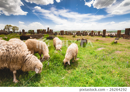 Sheep graze in Noratus 26264292