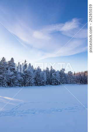 Frozen lake and snow covered forest Frozen lake and snow covered forest 26265039