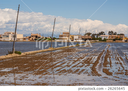 view of a paddy field in Delta de l'Ebre,  26265645