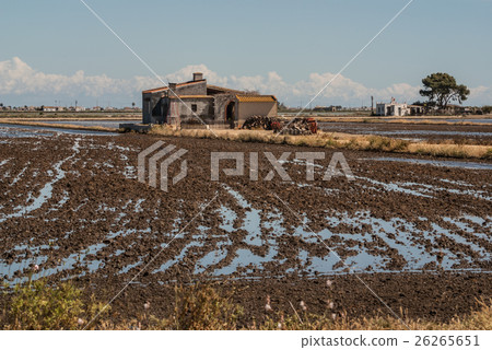 view of a paddy field in Delta de l'Ebre Catalonia 26265651