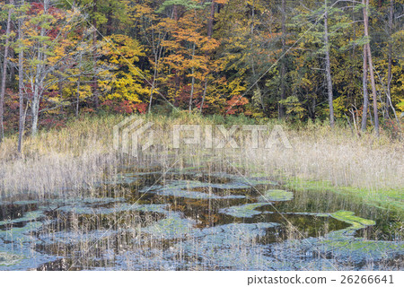Bandai山秋天顏色沼澤沼澤 26266641