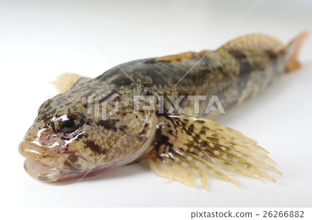 Kajika (Sardine) bird's eye view Clear stream fish Kajika (Sardine) bird's eye view Clear stream fish 26266882