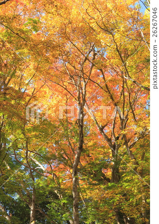 Autumn leaves (Usage park) Ⅰ 26267046