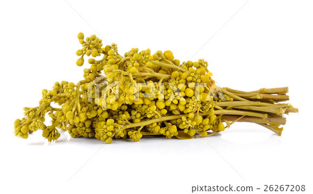 Glaucous Cassia flower on white background 26267208