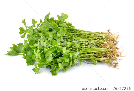 Fresh green celery isolated on white background 26267236