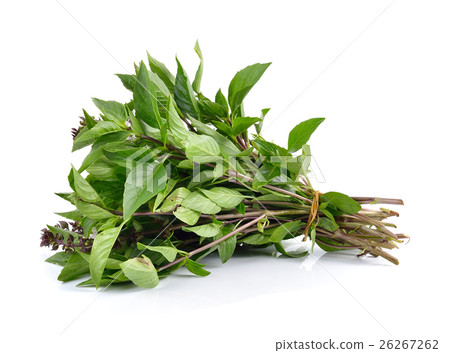 Sweet Basil on white background Sweet Basil on white background 26267262