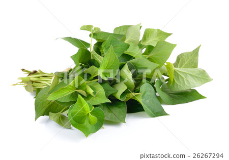 Herbal fish mint leaves Herbal fish mint leaves 26267294