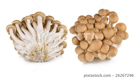 Brown beech mushrooms isolated on white background 26267296