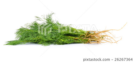 dill on white background dill on white background 26267364
