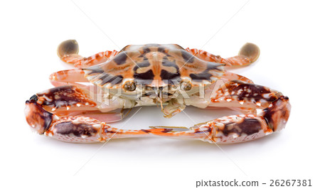 serra ted mud crab on white background 26267381