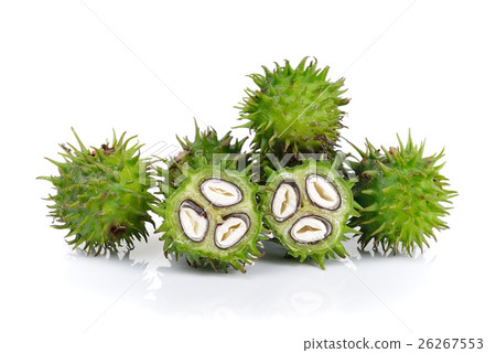 Castor oil plant on white background 26267553