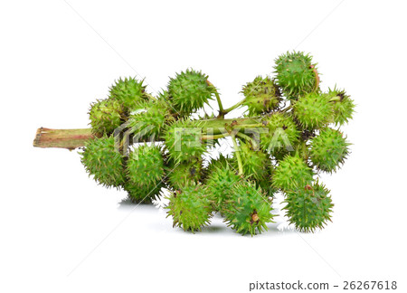 Castor oil plant on white background 26267618