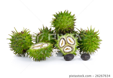 Castor oil plant on white background 26267634