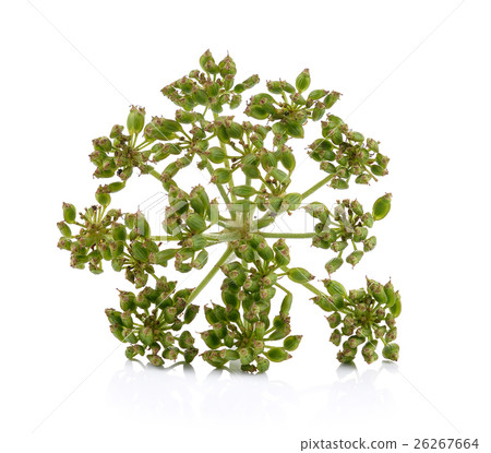 fresh dill seeds on white background 26267664