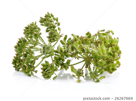 fresh dill seeds on white background fresh dill seeds on white background 26267669